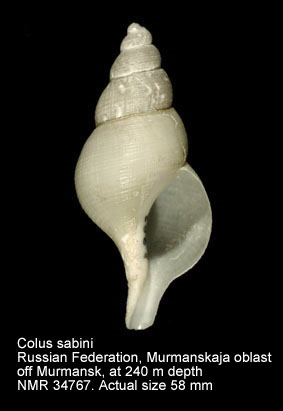 Colus sabini.jpg - Colus sabini(Gray,1824)